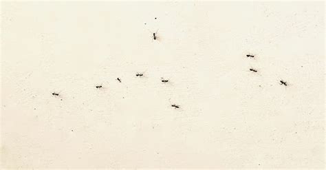 房間出現螞蟻